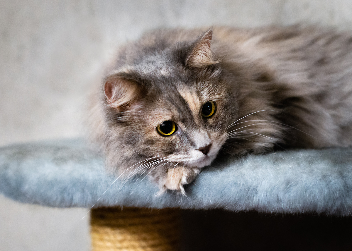 Патриция с нами согласна: безопасный балкон для кошек это то, от чего любая кошка будет в восторге!
