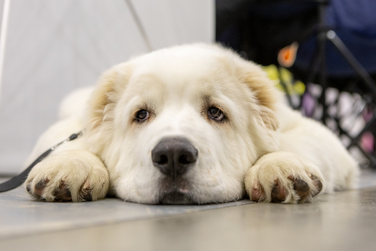 Олег Золото/ «Вечерний Санкт-Петербург»