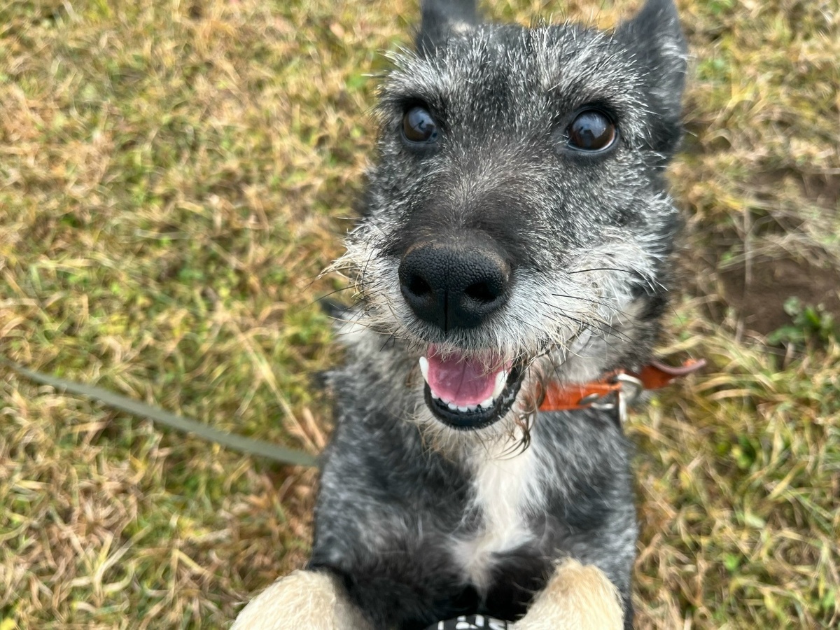 Солнышко приюта - Ника