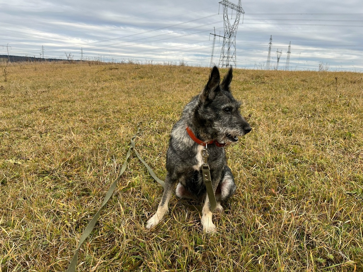 Ника недолго пробыла в приюте