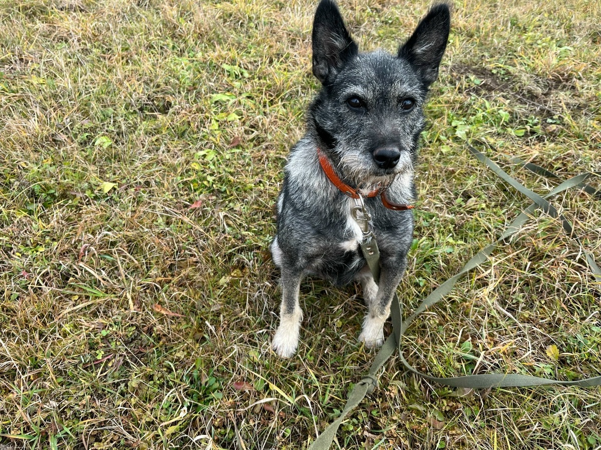Но все мы успели полюбить её