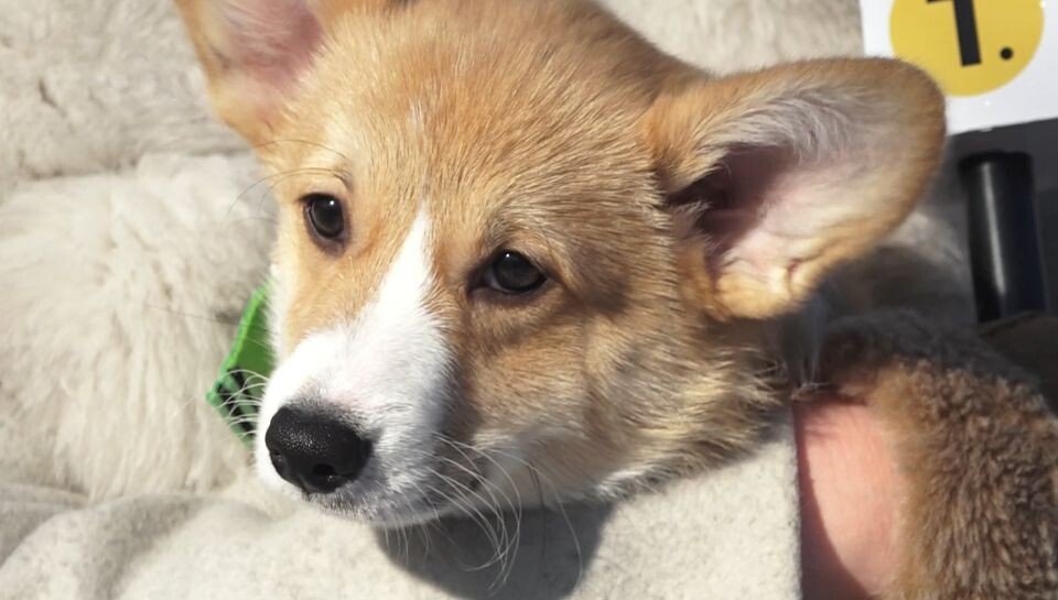    Собака корги. Источник: Толк