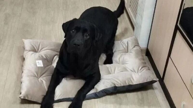     Источник: Авито