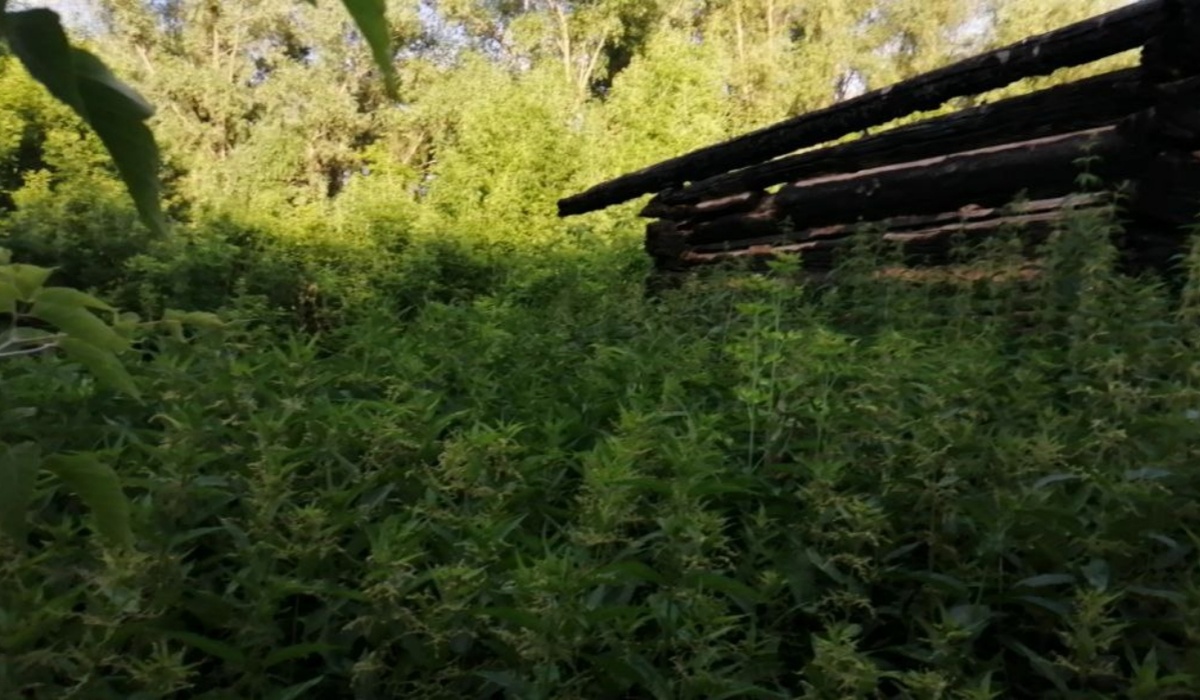 Всё поросло крапивой!