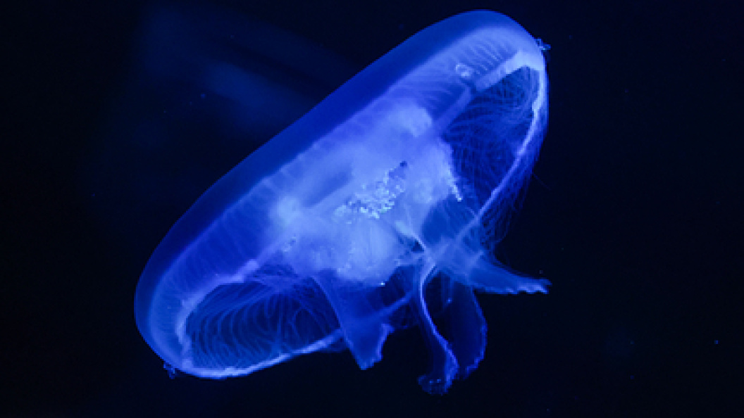    Фото: Belkin Alexey/news.ru/Globallookpress