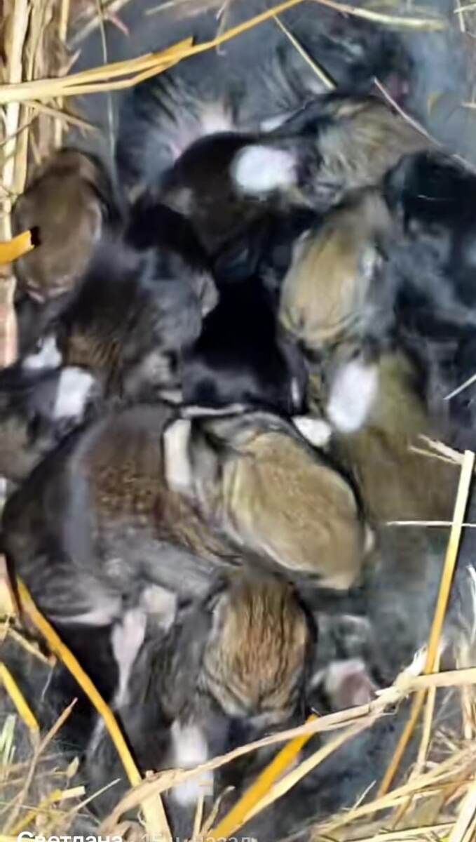 Малыши Ляли! 