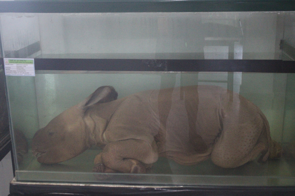 Носорог целиком