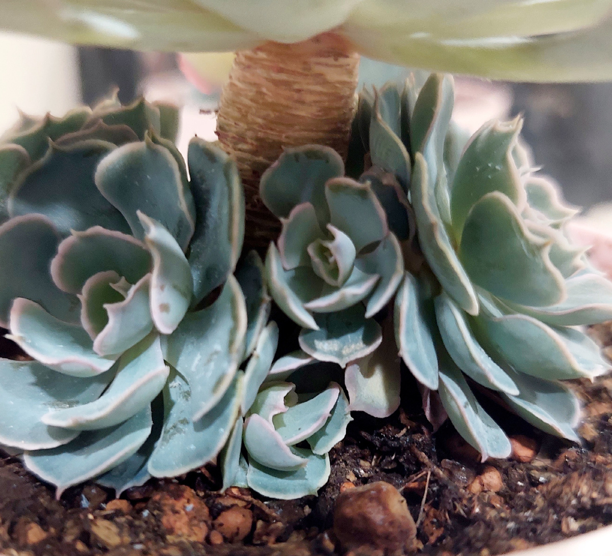 Дети спрятались под юбкой. 