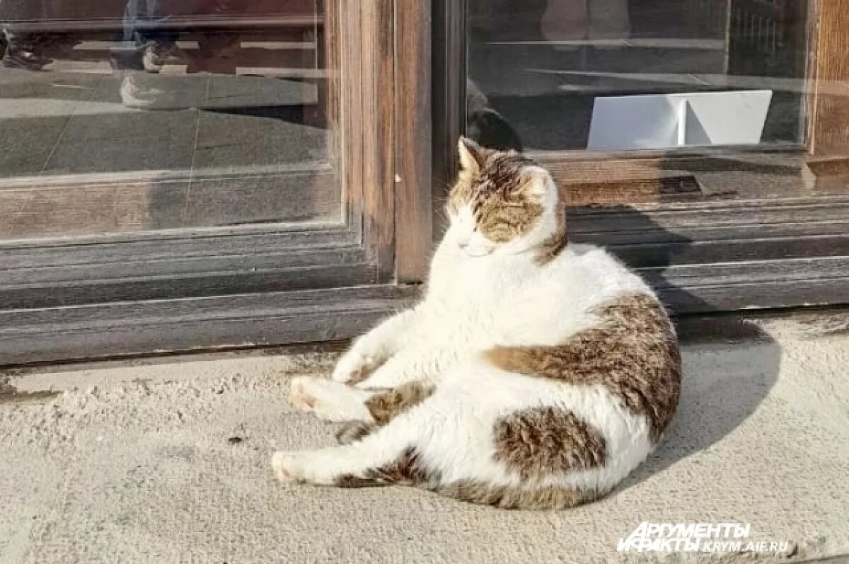    Кошка Муся, сброшенная туристом с высоты в Крыму, полностью восстановилась