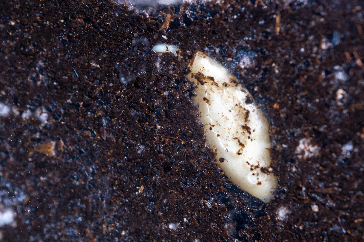 Первый — «Райские кущи»: рыхлый, питательный грунт с добавлением перлита.