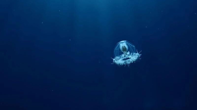    Фото: scubadesign/Shutterstock/Fotodom