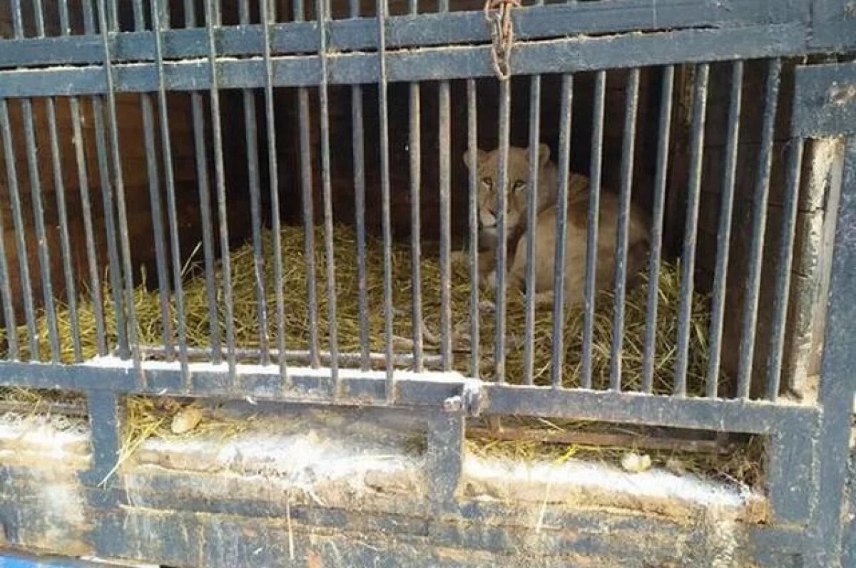    Заброшенный зоопарк «Саванна» в Уфе проверит прокуратура