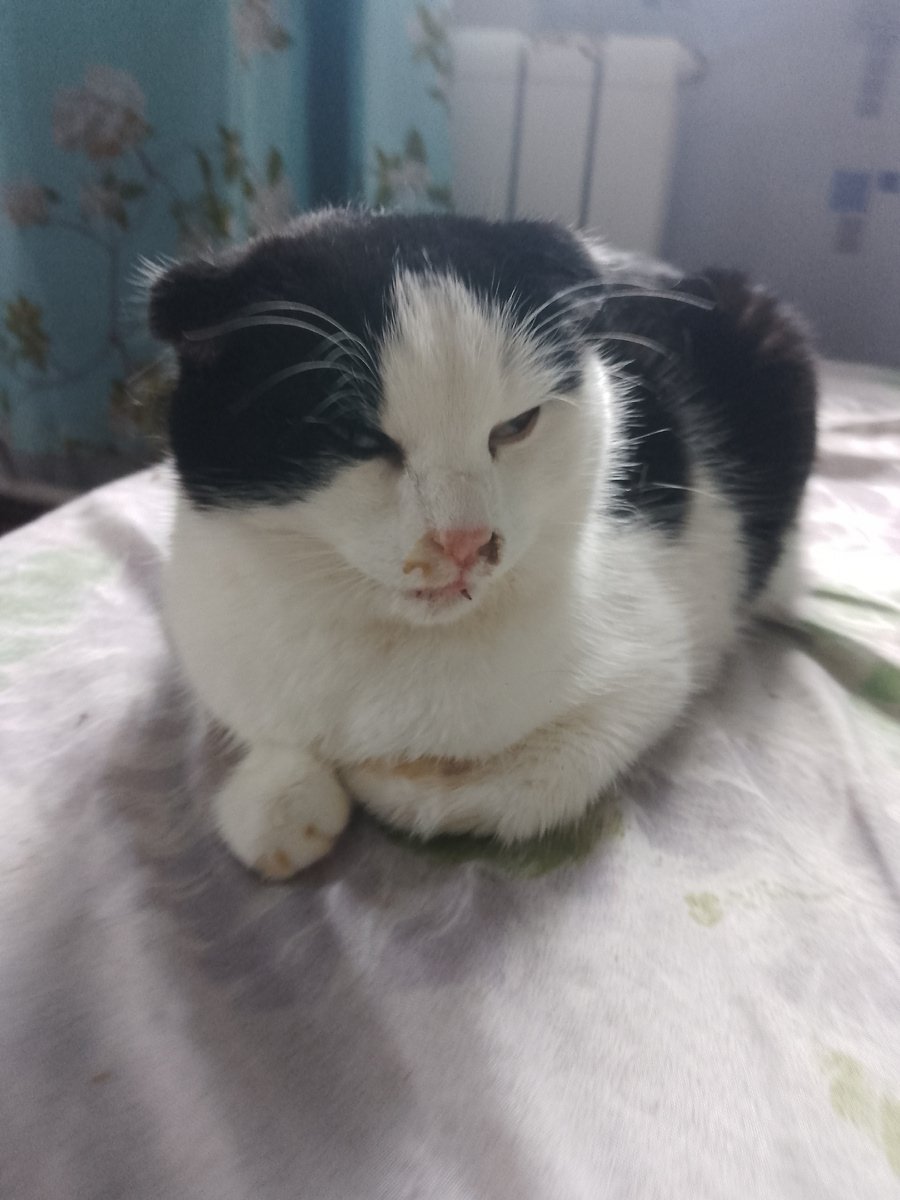 Милый Барсюша болеет