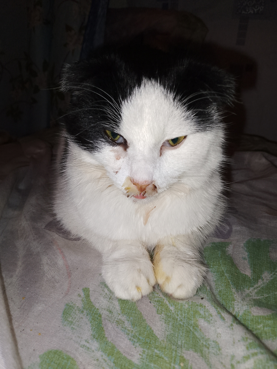 Барсик болеет