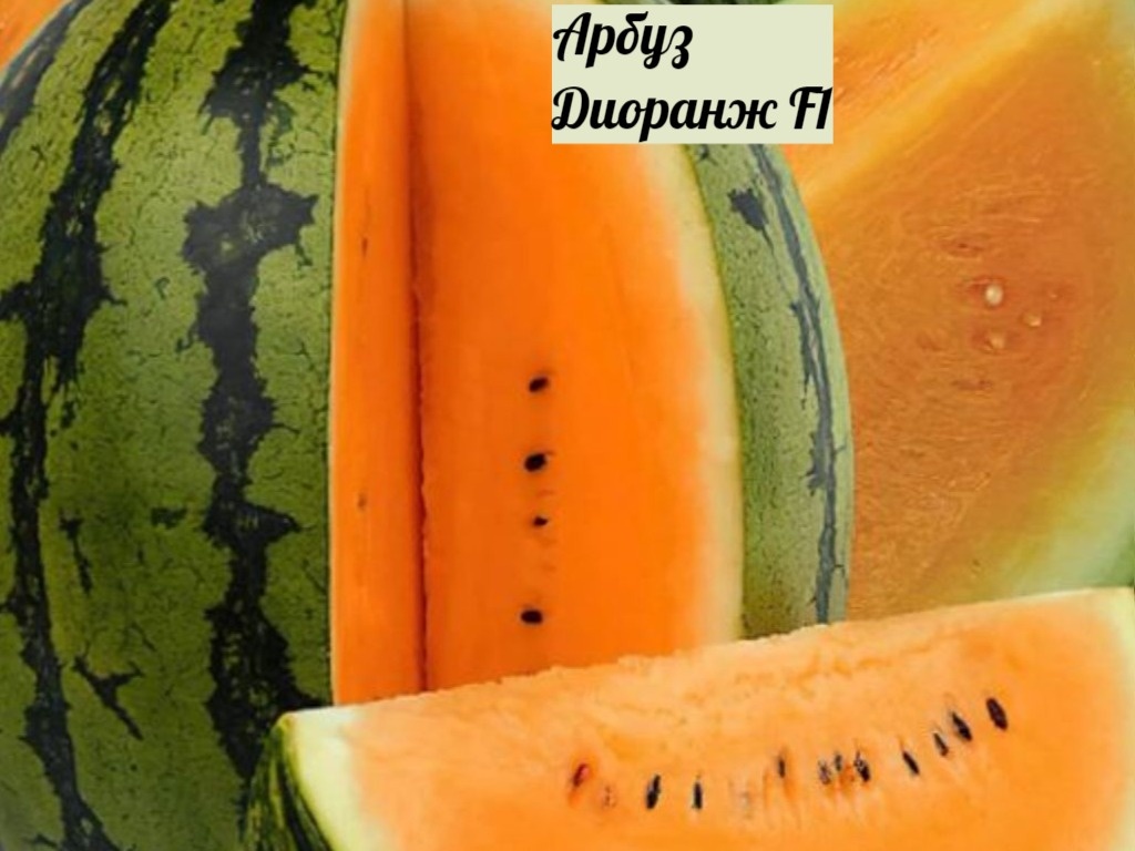 Арбуз Диоранж F1
Англия