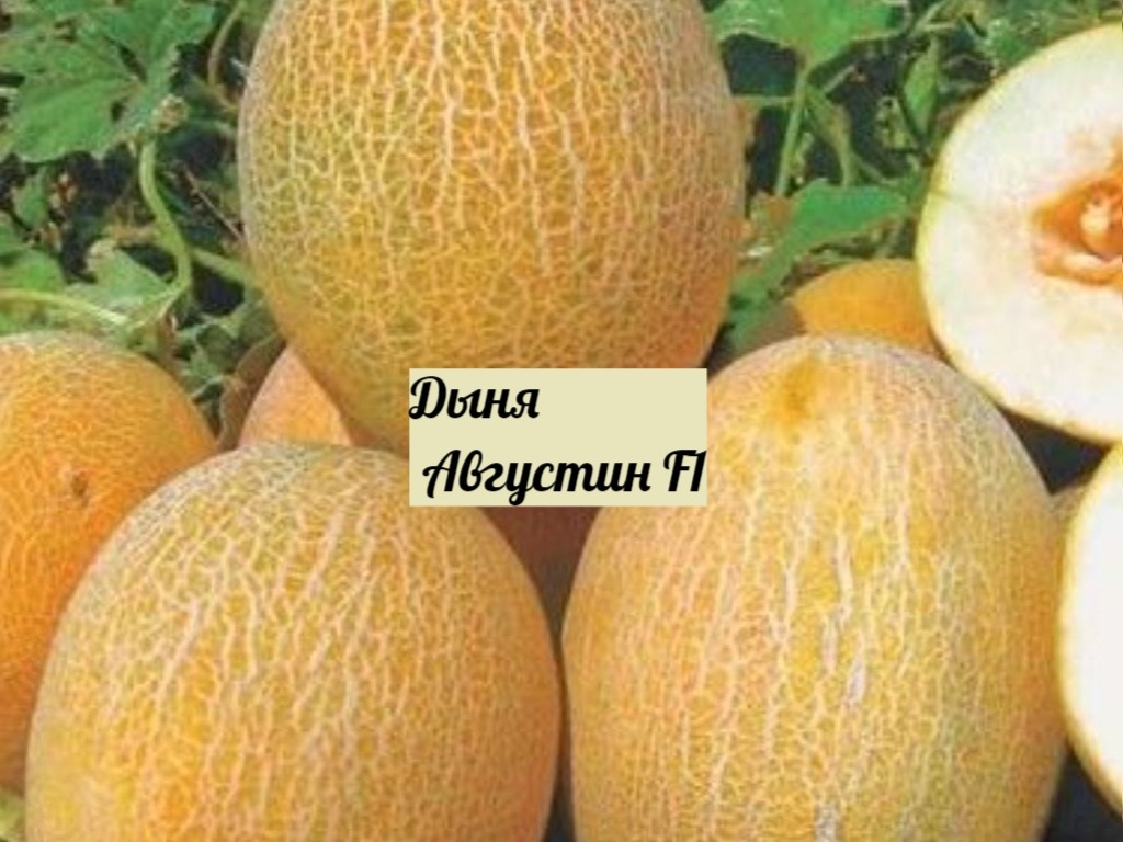 Дыня Августин F1  Англия