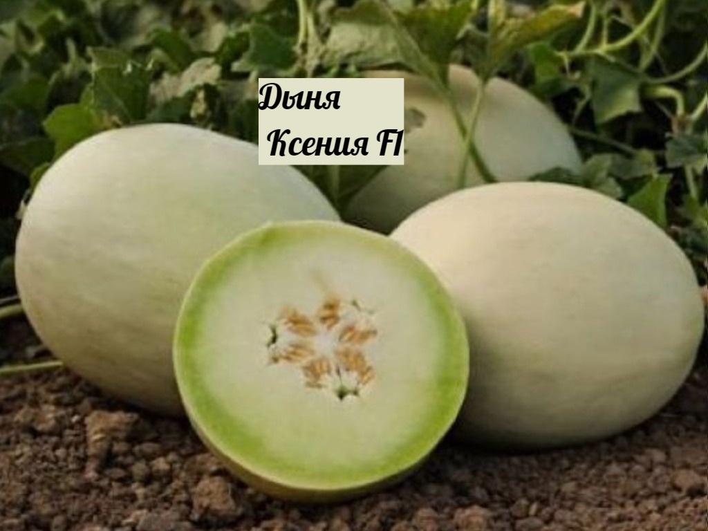 Дыня Ксения F1 Франция