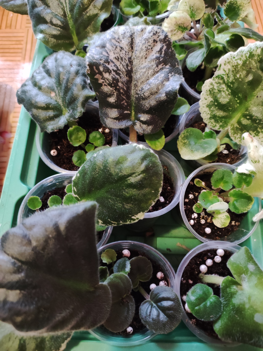 Листовые черенки с детками.