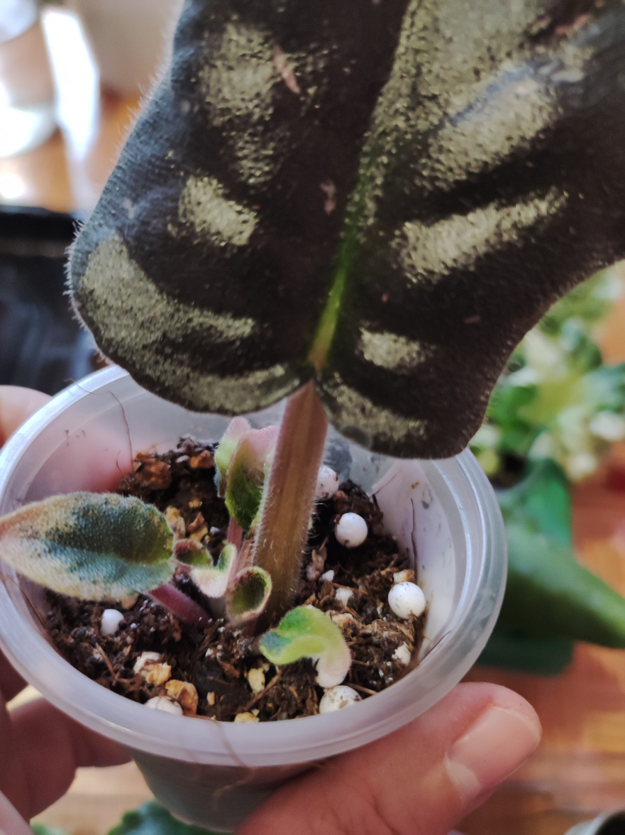 Листик дал детку.