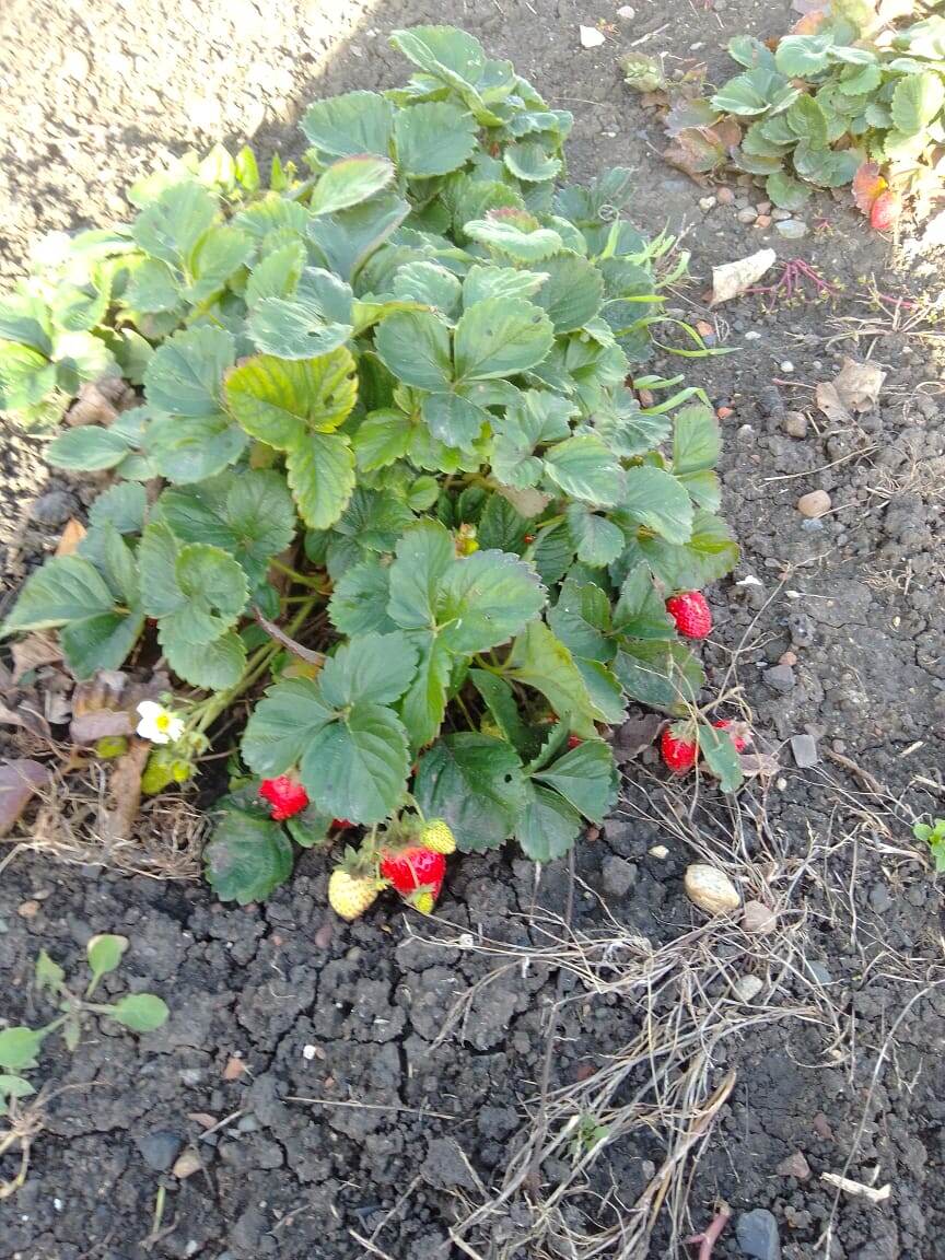 Фото автора 20 ноября, спеет клубника).                                     А, ещё, редис самосевом вырос и дал огромные плоды, аж 5 штук) 