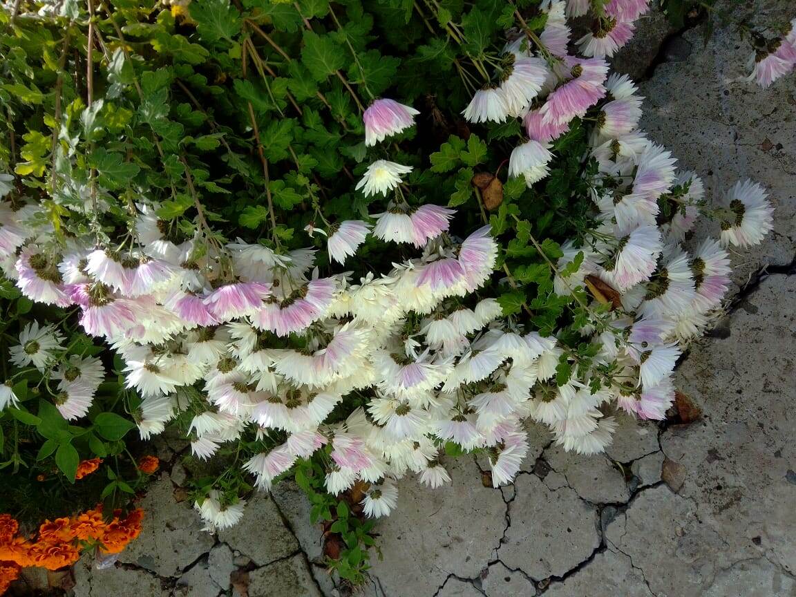 Упали после дождей, не смогла их поднять. Тяжёлый  и очень хрупкий куст. Фото автора 