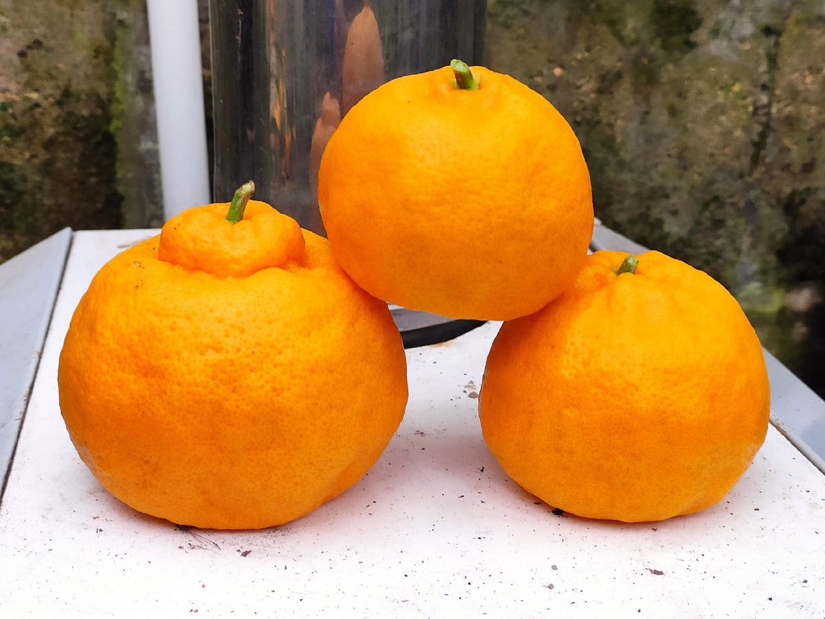 Мандарин Уншиу