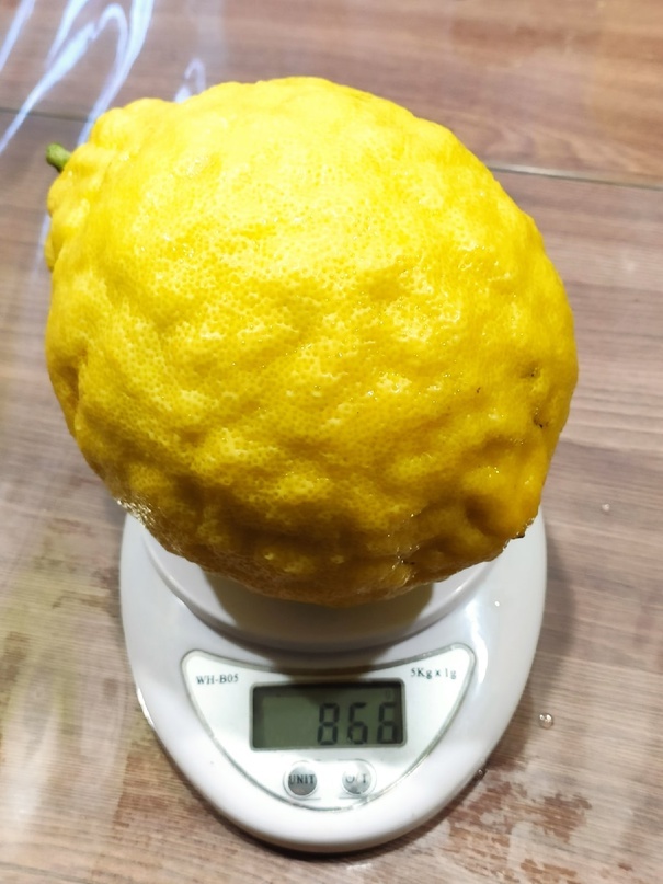 Лимон Пандероза