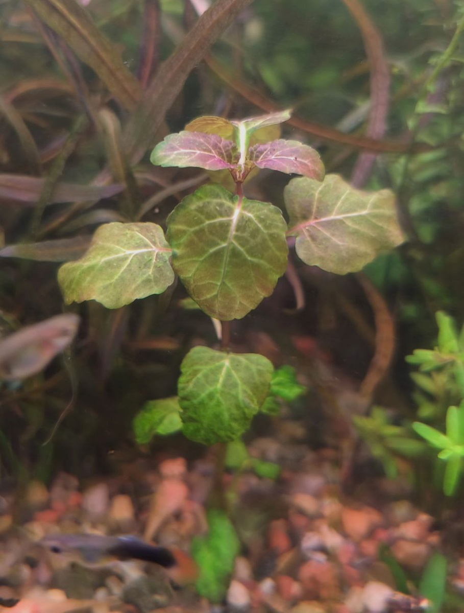 Водная форма.