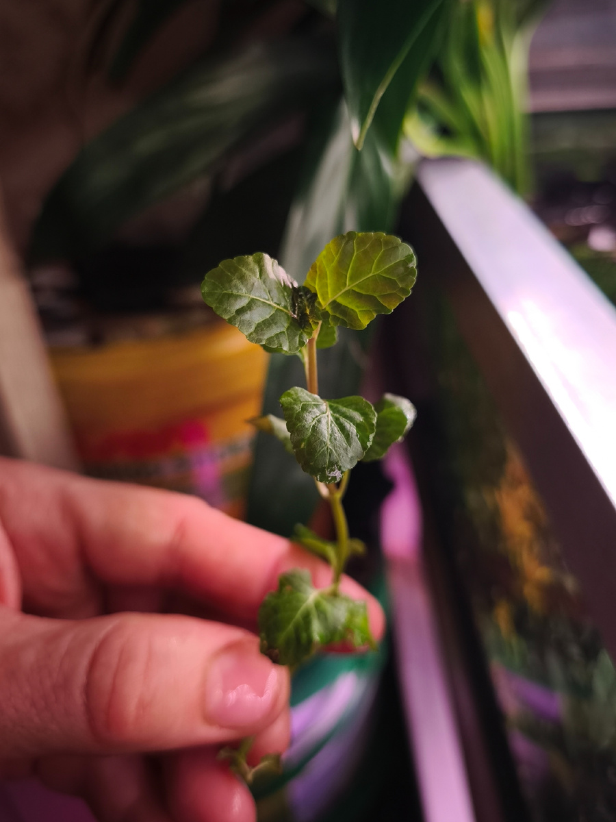 Надводная форма 