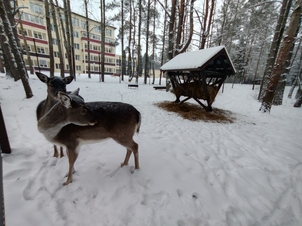 Оленей лучше всего наблюдать именно зимой