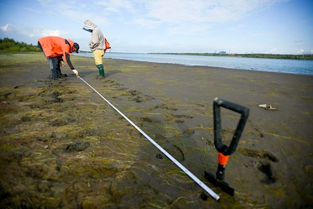 Учёные изучают торфяные отложения на берегу реки в Норильском промышленном районе. Источник: news.sgnorilsk.ru