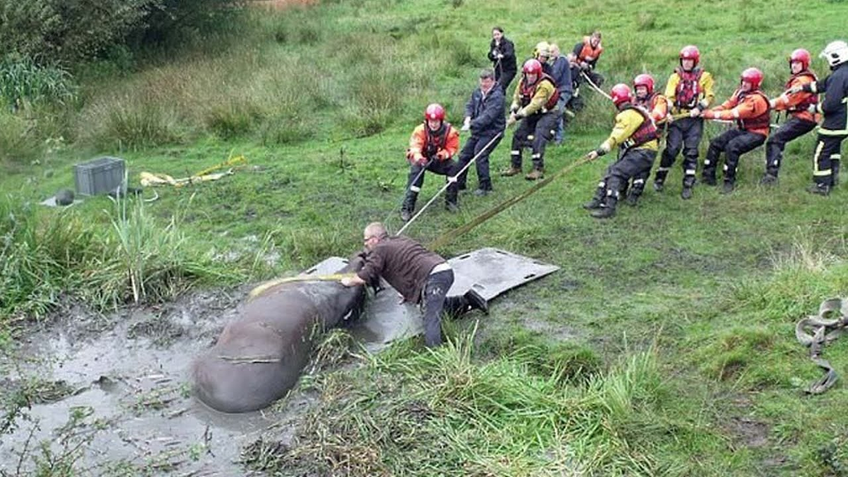 27-летний мерин (уже немолодой) в окрестностях Манчестера увяз в болоте и тонул несколько часов когда его нашла хозяйка