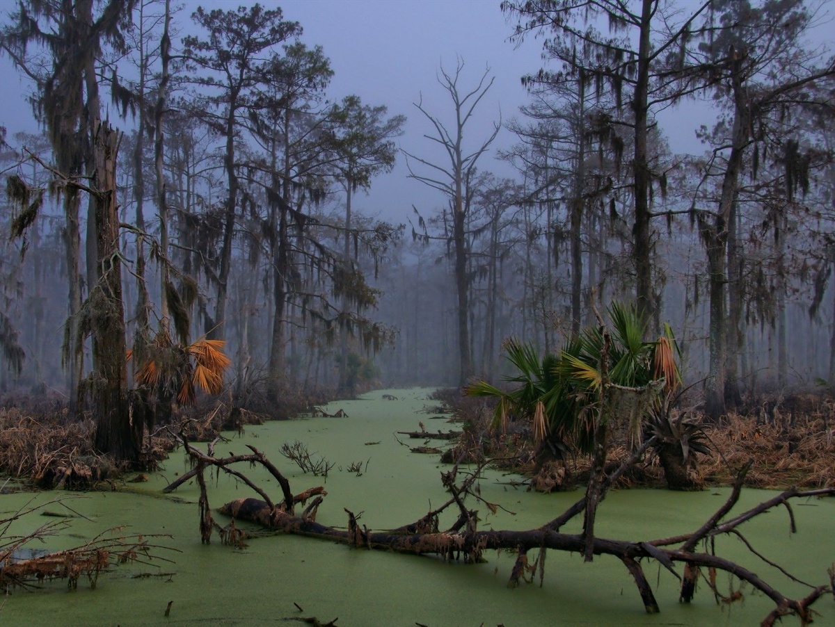 Болото на юге США