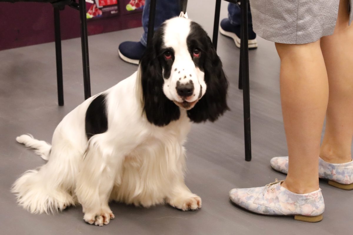    Размер штрафа зависит от конкретных обстоятельств, региона и породы собаки