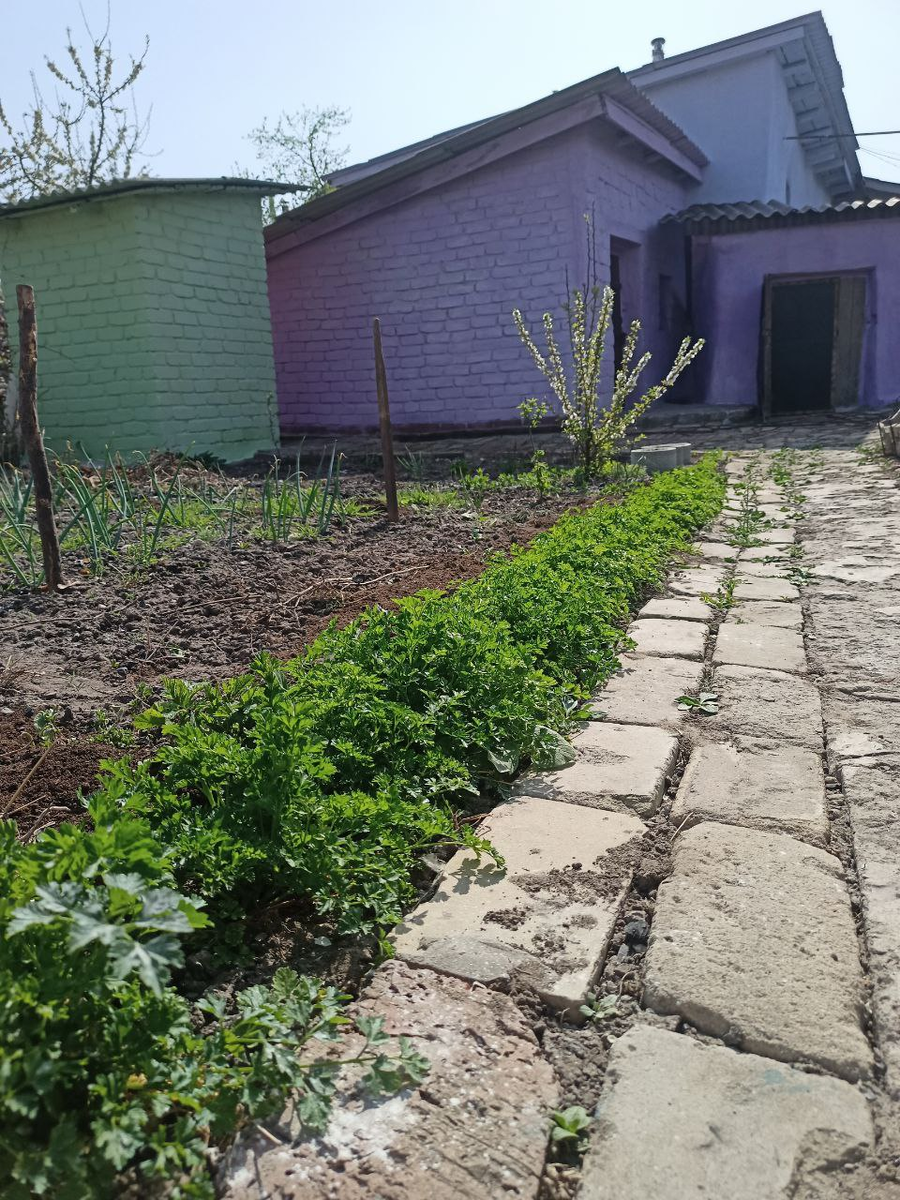 Рудбекия – канал про цветы. Вот такая петрушка росла у нас 3 года вподряд. На фото 2-й год.