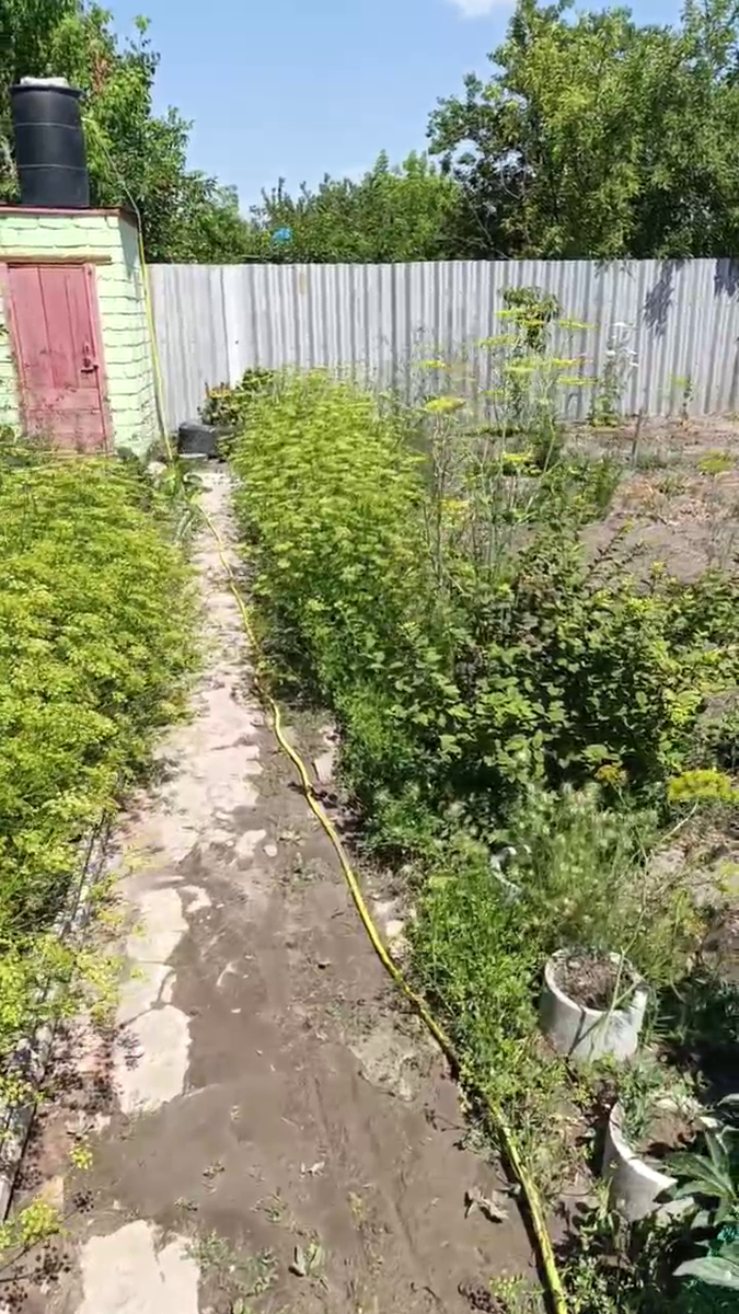 Рудбекия – канал про цветы. Петрушка цветёт. Хотелось собрать семена. 2024год.