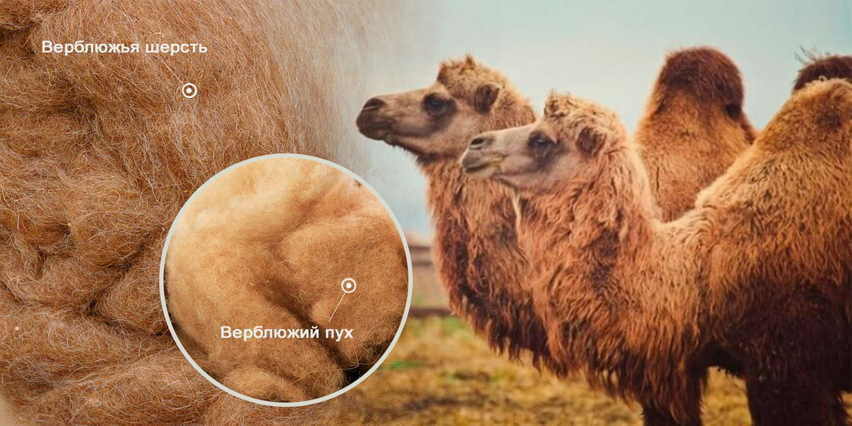 Сравнение верблюжьего пуха и верблюжьей шерсти