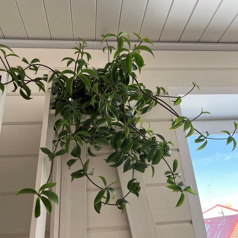 Пеперомия мутовчатая