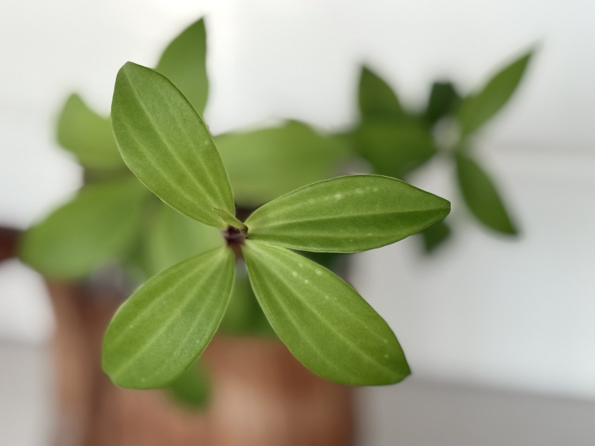 Мутовка Пеперомии мутовчатой