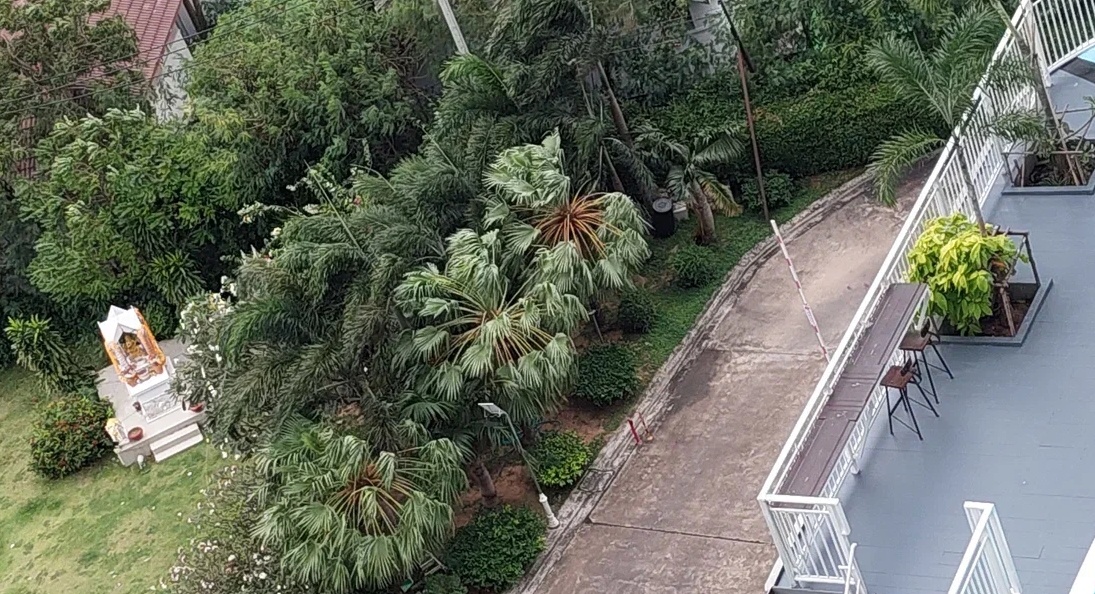 Фото автора. 20 ноября. Пальмы от ветра загибает