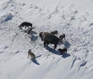 и здесь численный перевес приведет волков к успеху