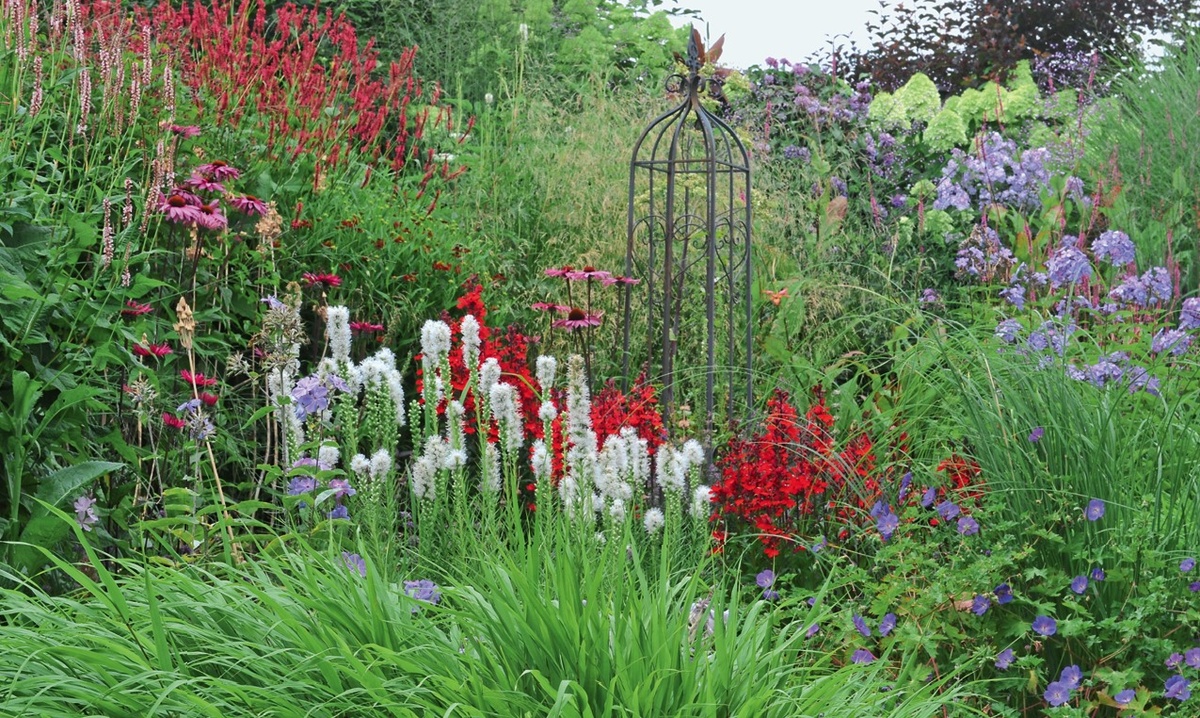    Лиатрис в любом цветнике играет роль праздничного фейерверка