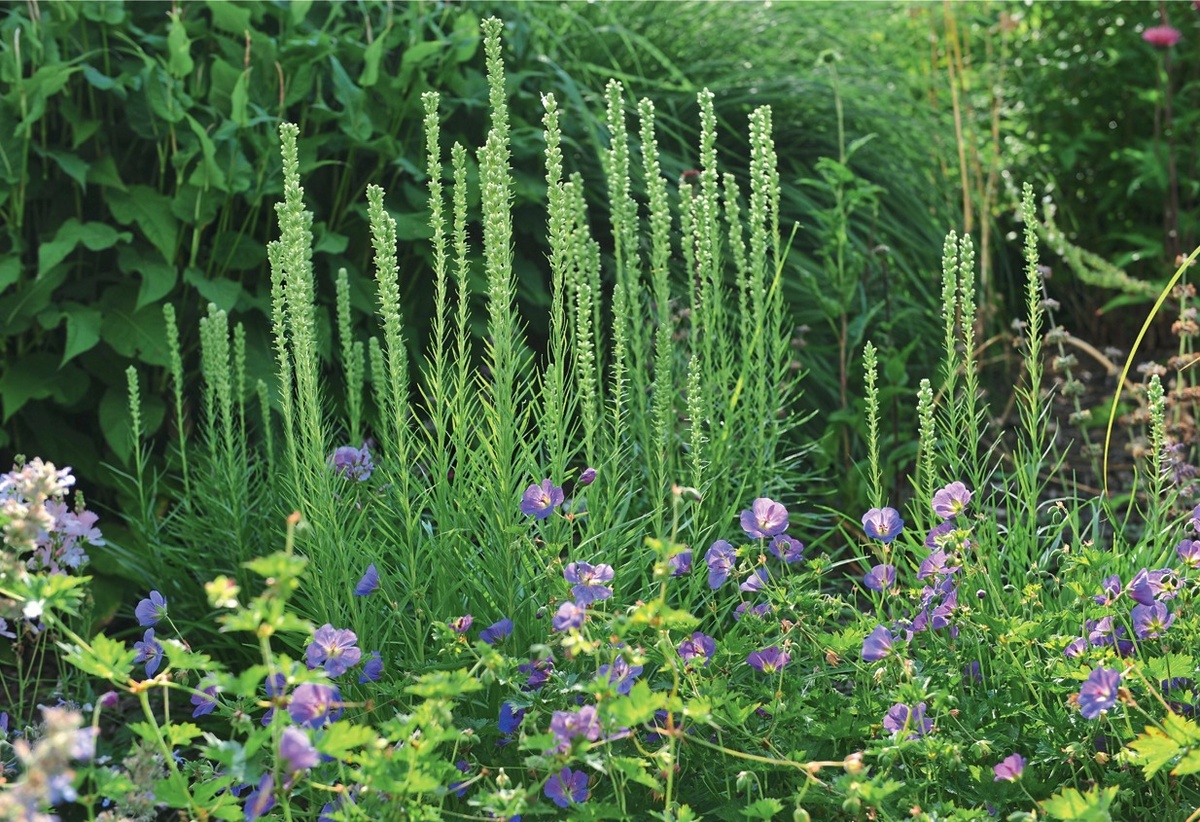    Лиатрис любит солнце, но будет расти и цвести и в легком частичном затенении
