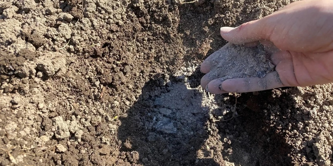 Прекратите сыпать золу на грядки! Ложка борной кислоты на лейку — и клубника ломится от ягод! Все овощи плодоносят обильно