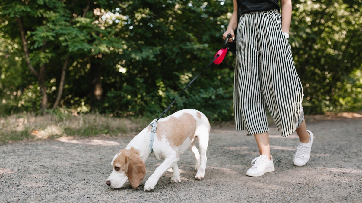    К сожалению, проблема отравления собак круглогодична