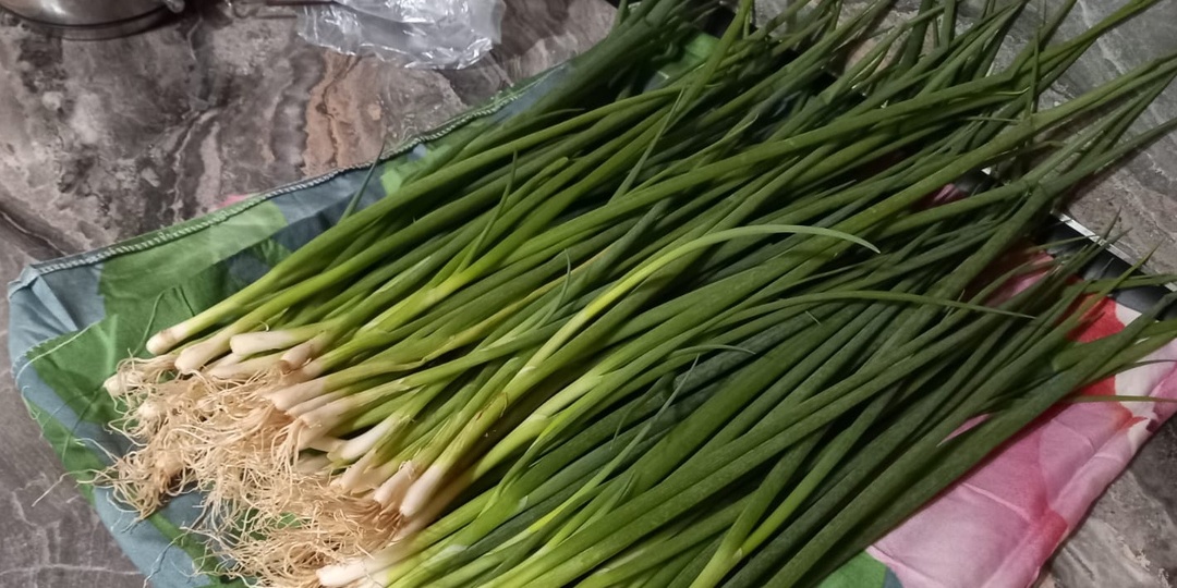 Получаю зеленый лук к новогоднему столу дома. 2 способа за 6 дней