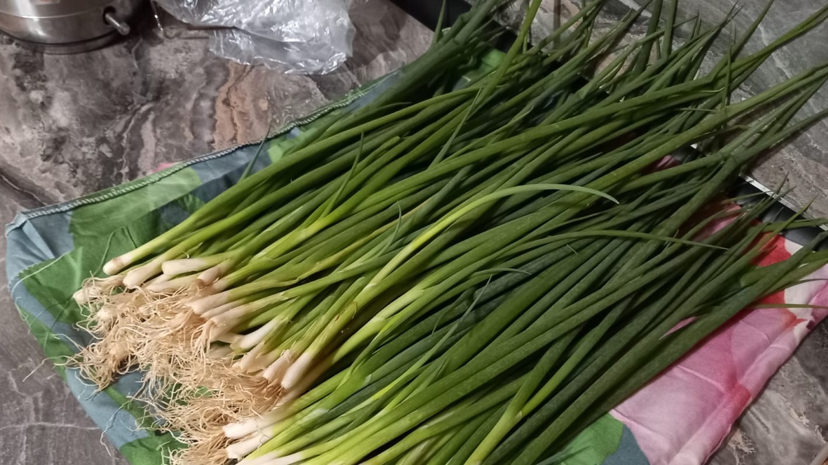 Разница между магазинной зеленью за 180 рублей и домашней очевидна