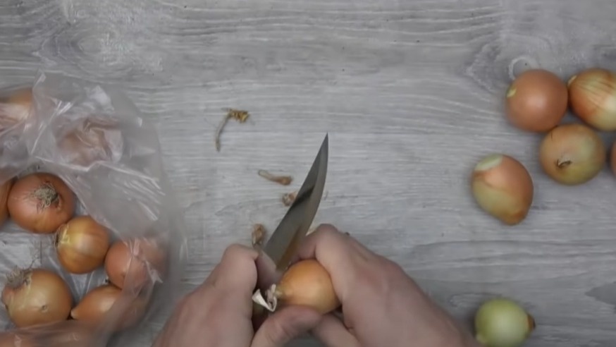 Обрезка шейки ускоряет прорастание на 1-2 дня