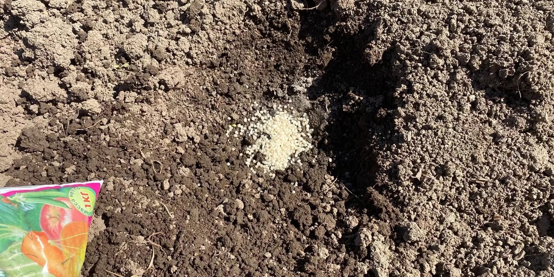 🔥Бросьте горсть в лунку при посадке томатов! Урожай будет вёдрами, а фитофтора исчезнет!