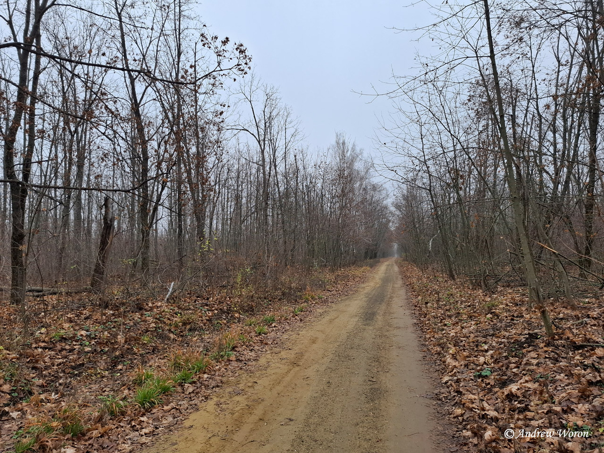 Просека к поселку